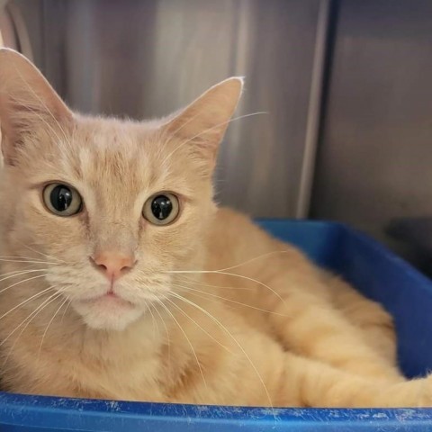 Taz, an adoptable Domestic Short Hair in Green Cove Springs, FL, 32043 | Photo Image 1