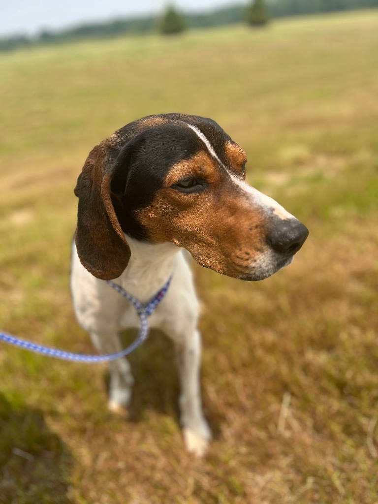 Leya, an adoptable Treeing Walker Coonhound, Foxhound in Auburn, IN, 46706 | Photo Image 1