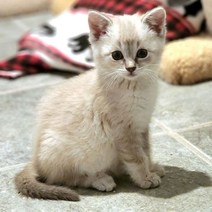 Tamale, an adopted Siamese in Naperville, IL_image-2