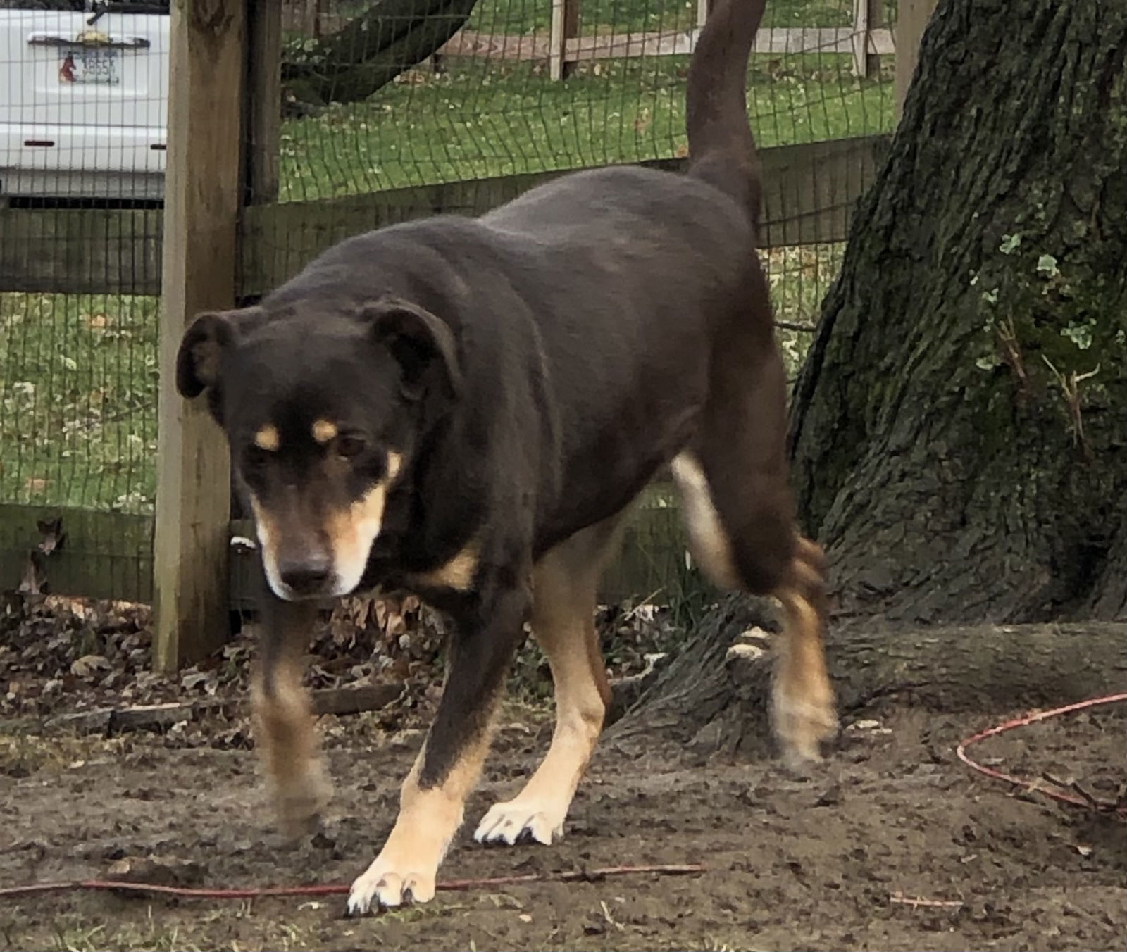 Pippin, an adoptable Labrador Retriever, Husky in Florence, KY, 41022 | Photo Image 1