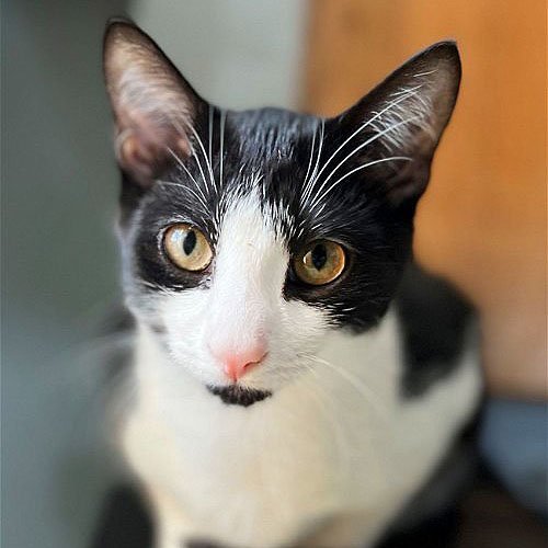 Pilot, an adoptable Domestic Short Hair in Laramie, WY, 82073 | Photo Image 1