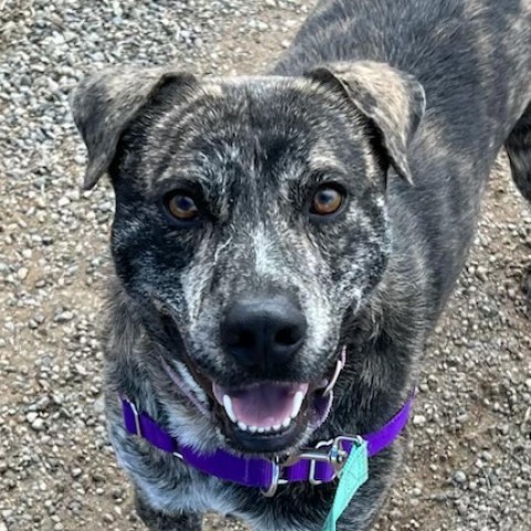 Joey, an adoptable Mountain Cur, Mixed Breed in Taos, NM, 87571 | Photo Image 1