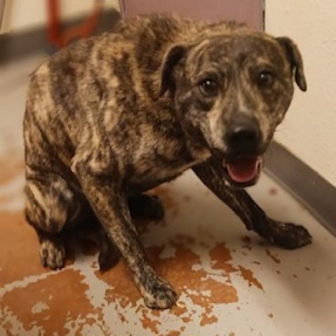 Joey, an adoptable Mountain Cur, Mixed Breed in Taos, NM, 87571 | Photo Image 3