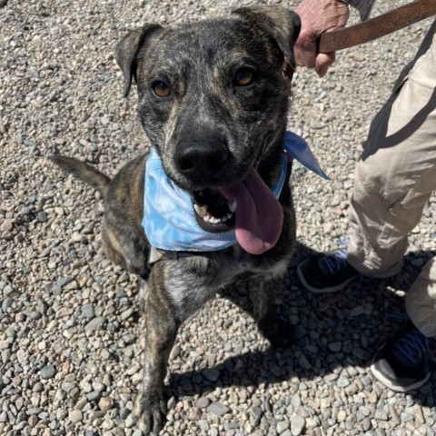 Joey, an adoptable Mountain Cur, Mixed Breed in Taos, NM, 87571 | Photo Image 4