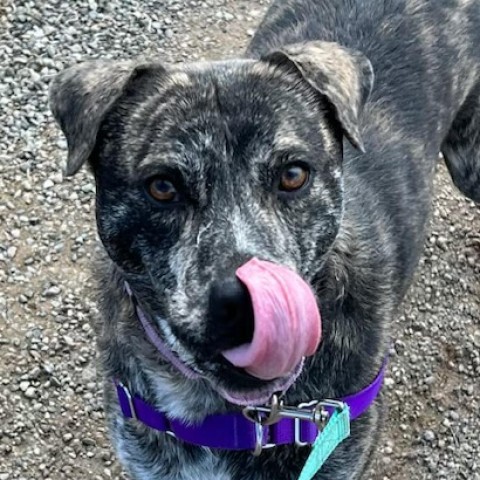 Joey, an adoptable Mountain Cur, Mixed Breed in Taos, NM, 87571 | Photo Image 5