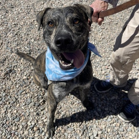 Joey, an adoptable Mountain Cur, Mixed Breed in Taos, NM, 87571 | Photo Image 6