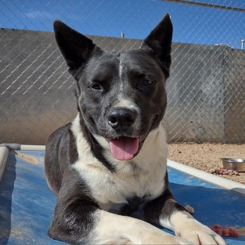 Katie, an adoptable Australian Cattle Dog / Blue Heeler, Mixed Breed in Taos, NM, 87571 | Photo Image 1