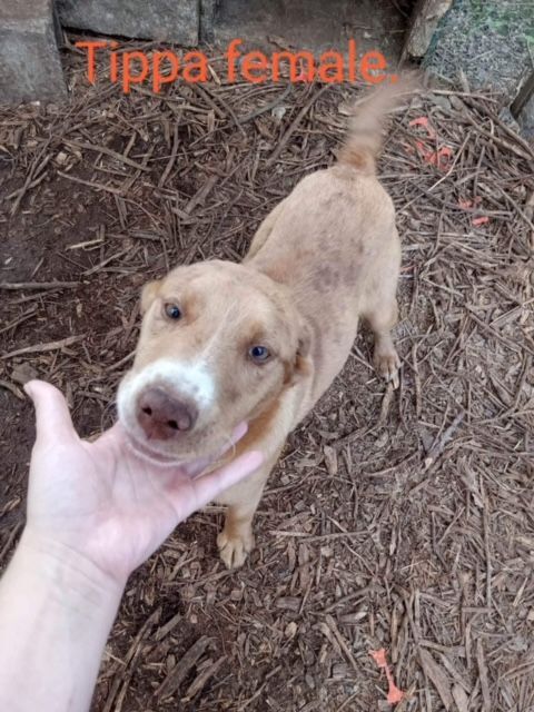 does the catahoula leopard dog have canine distemper