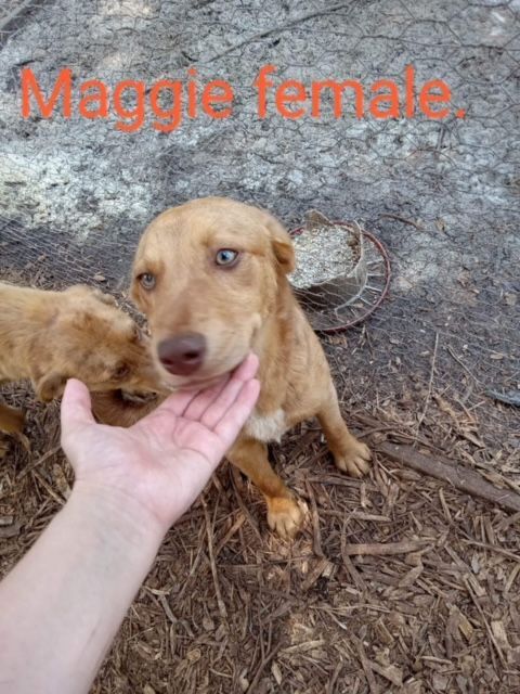 does the catahoula leopard dog have canine distemper