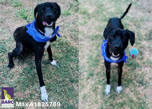 Dog for adoption - MAX, a Labrador Retriever Mix in Houston, TX | Petfinder