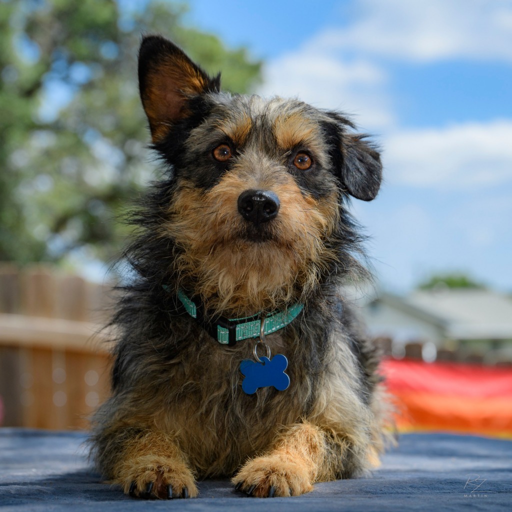 Dog for adoption Colton, a Border Terrier & Schnauzer Mix in Bothell