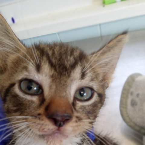 Pancakes, an adoptable Domestic Short Hair in Green Cove Springs, FL, 32043 | Photo Image 1