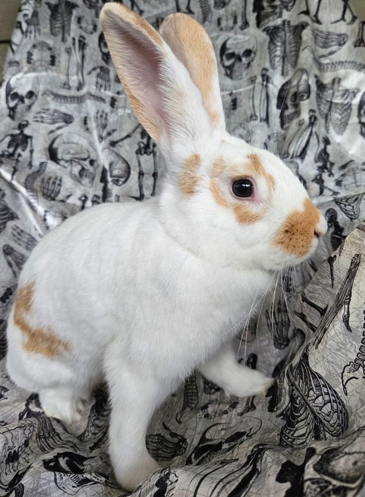 Bonnie, an adoptable English Spot & Bunny Rabbit Mix in Wilkes-Barre, PA_image-1