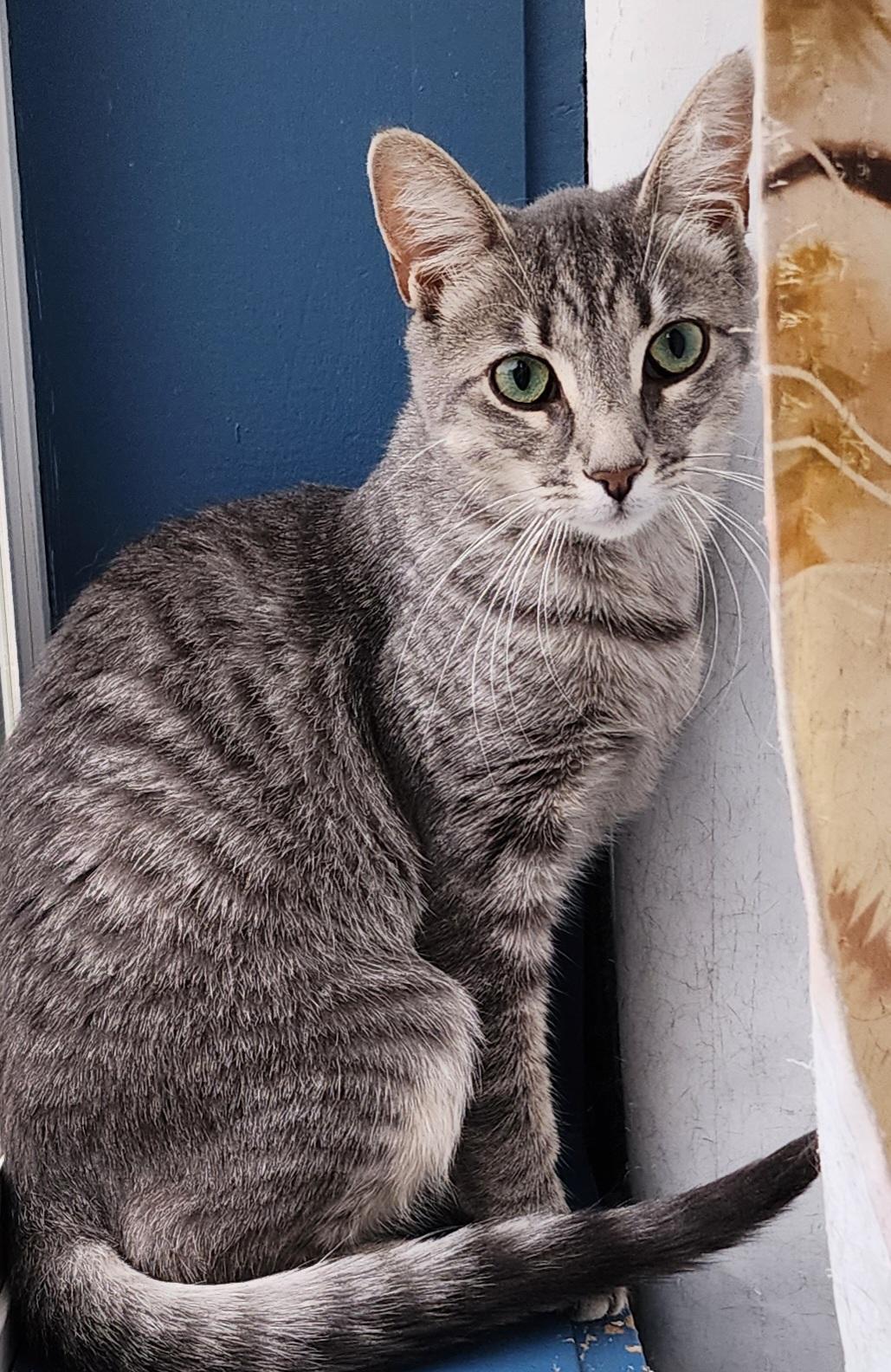 Tinsel, an adoptable Domestic Short Hair in Rochester, NY, 14626 | Photo Image 1