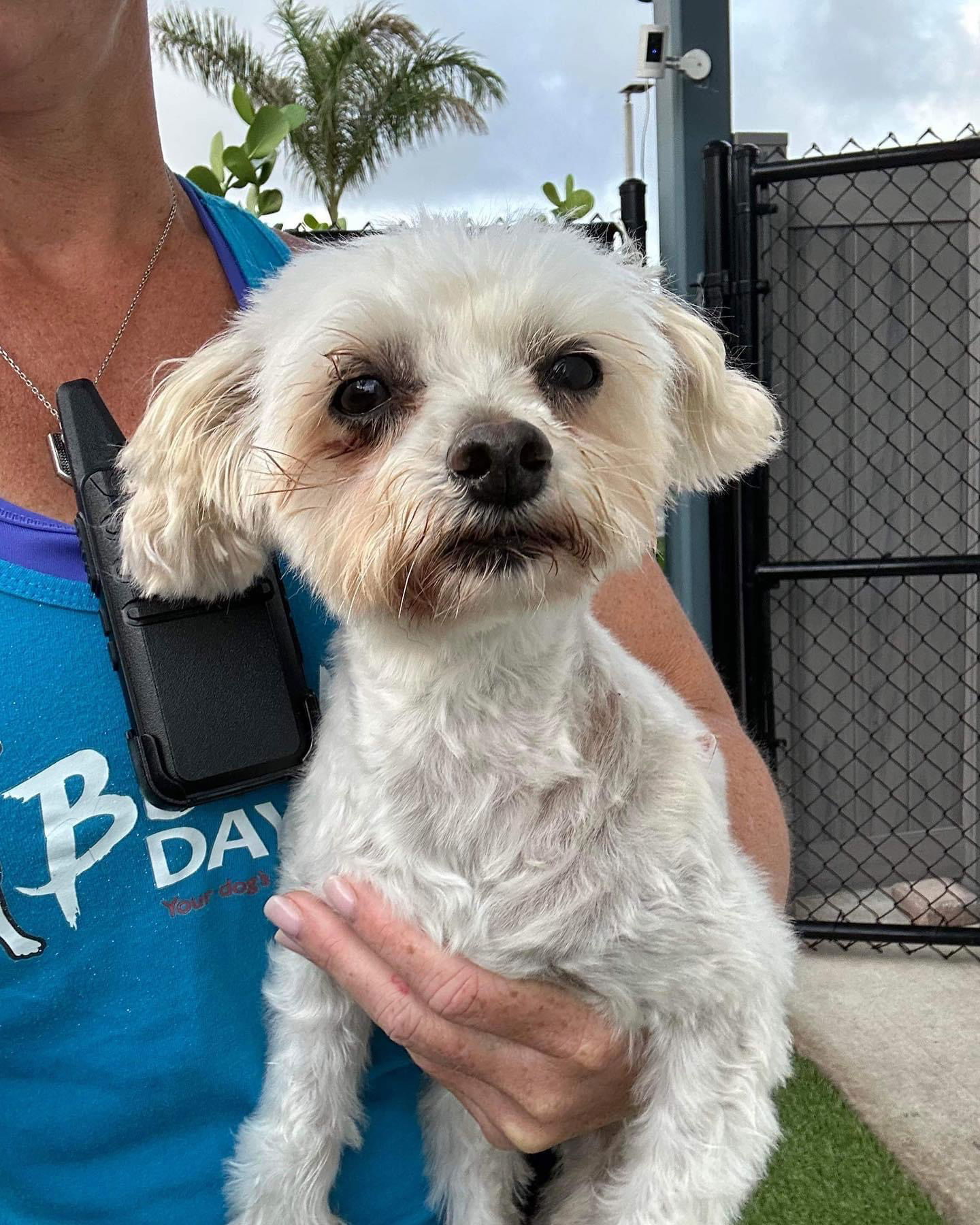 Lambeau, an adoptable Maltese in Pompano Beach, FL, 33064 | Photo Image 1