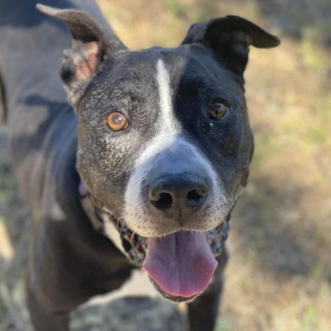 John Wayne, an adoptable Mixed Breed in Redwood Valley, CA, 95470 | Photo Image 1