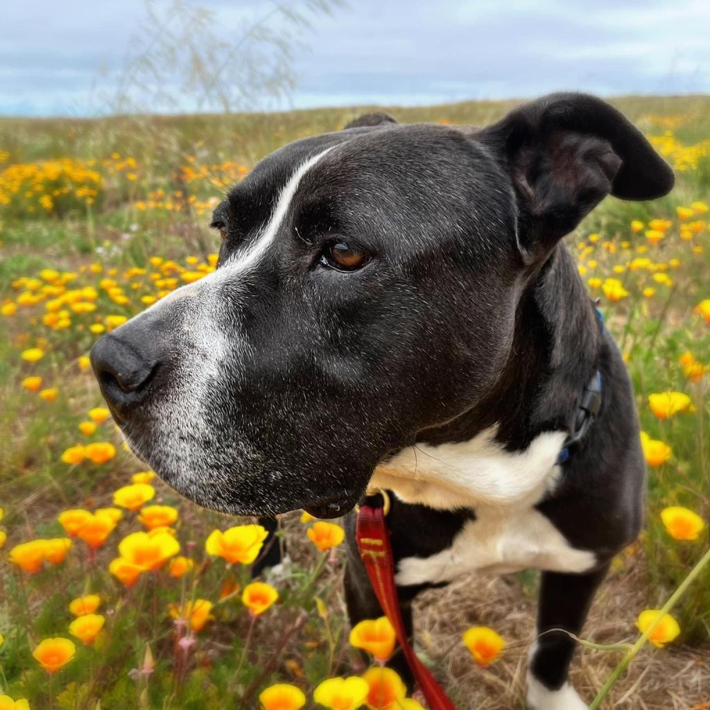 John Wayne, an adoptable Mixed Breed in Redwood Valley, CA, 95470 | Photo Image 1