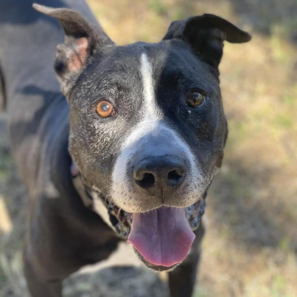 John Wayne, an adoptable Mixed Breed in Redwood Valley, CA, 95470 | Photo Image 2