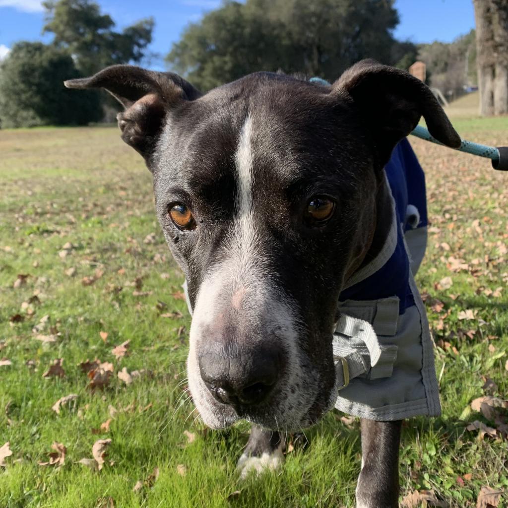 John Wayne, an adoptable Mixed Breed in Redwood Valley, CA, 95470 | Photo Image 3