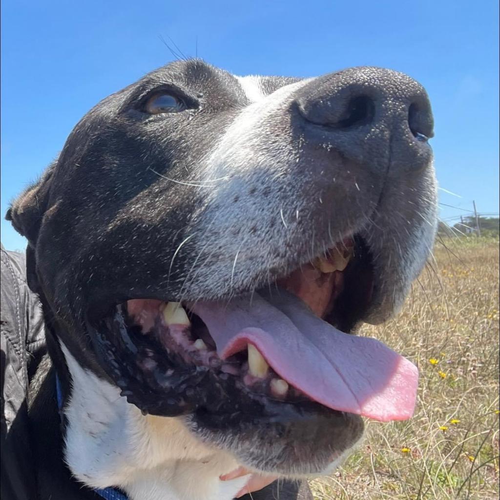 John Wayne, an adoptable Mixed Breed in Redwood Valley, CA, 95470 | Photo Image 4