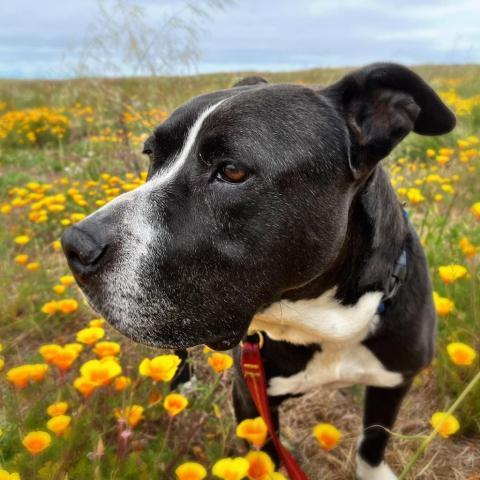 John Wayne, an adoptable Mixed Breed in Redwood Valley, CA, 95470 | Photo Image 5