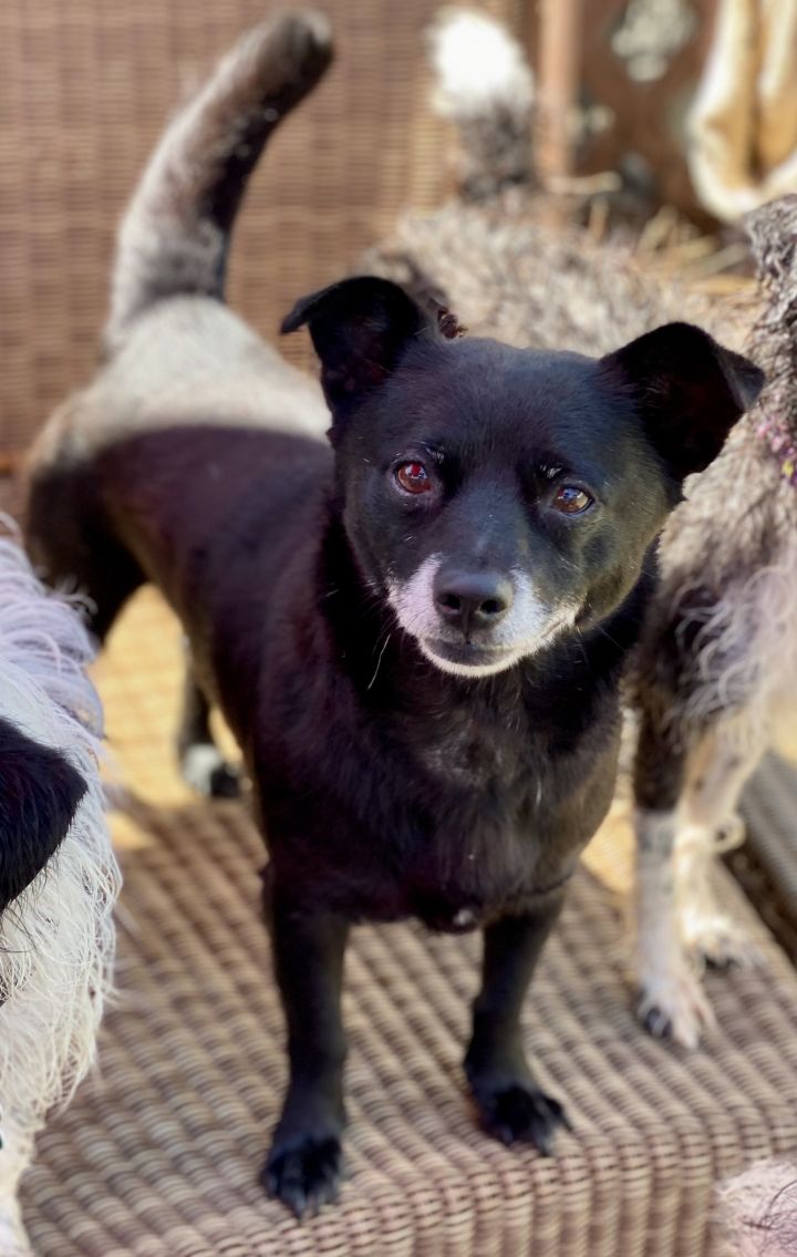 Schipperke and hot sale chihuahua mix