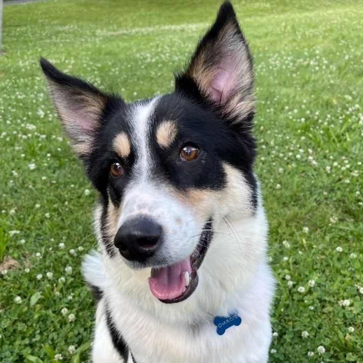 German shepard best sale border collie mix