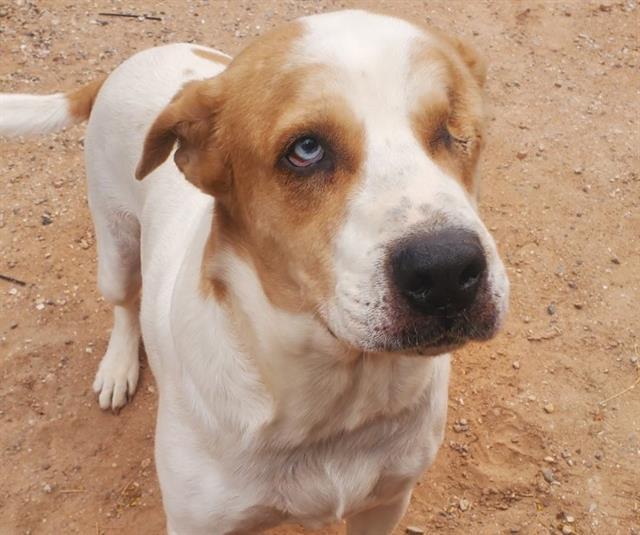 NORTON*, an adoptable Great Pyrenees, Mixed Breed in Tucson, AZ, 85745 | Photo Image 1