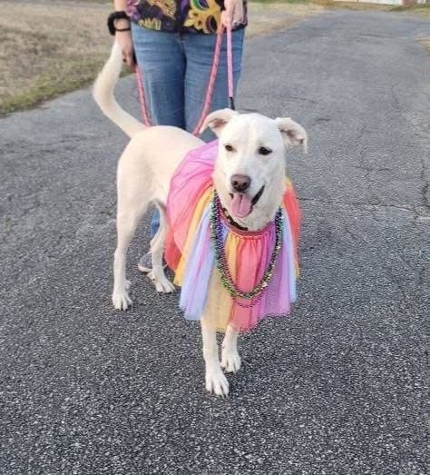 Princess Peach DFW, an adoptable Akbash, Great Pyrenees in Richardson, TX, 75080 | Photo Image 1