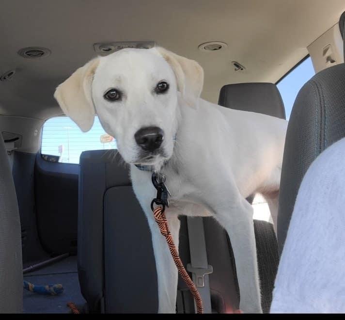 Princess Peach DFW, an adoptable Akbash, Great Pyrenees in Richardson, TX, 75080 | Photo Image 5