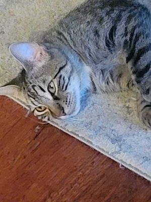 Taylor, Adult Female Domestic Short Hair