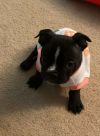 Phoebe