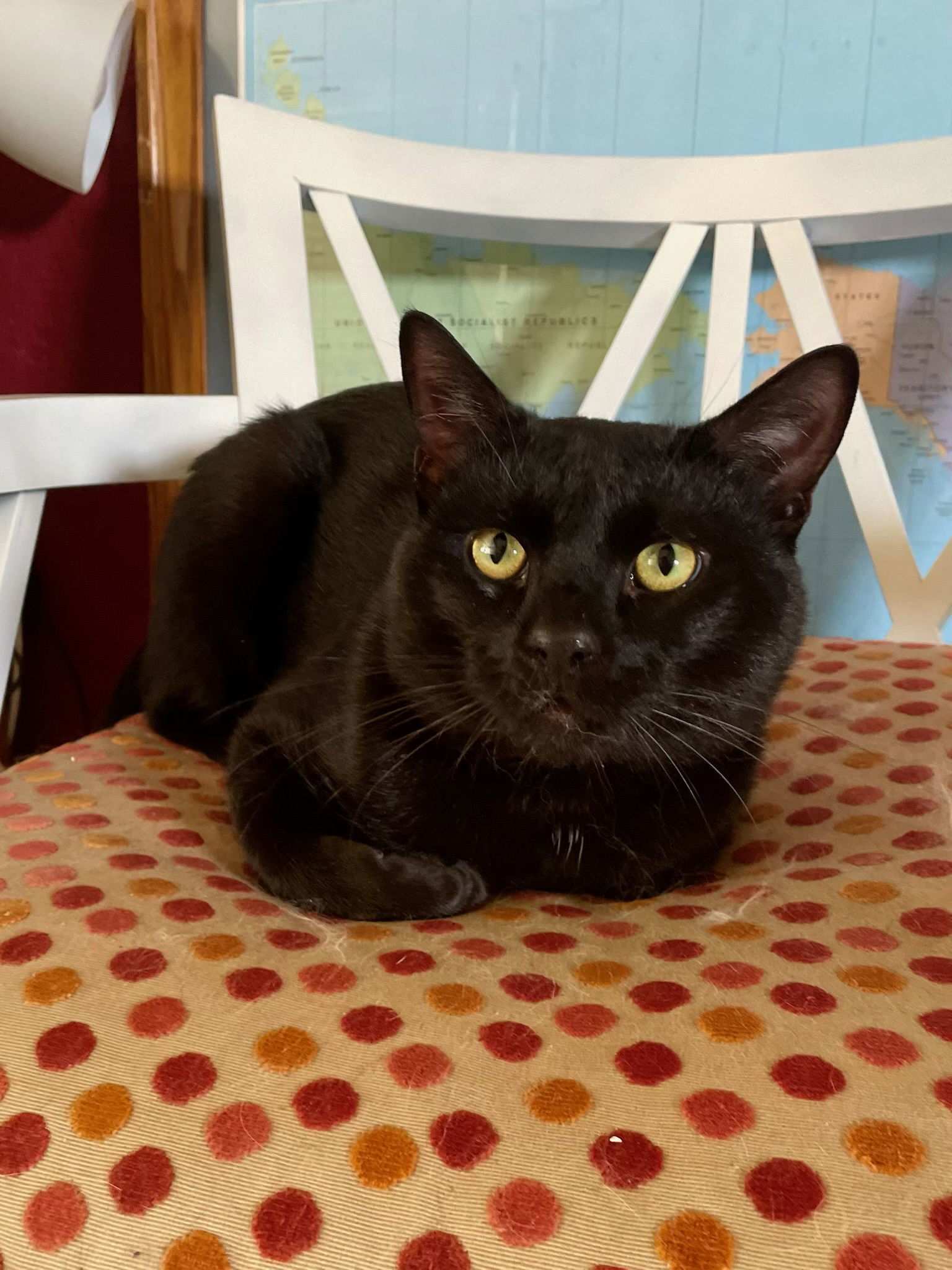 Oliver, an adoptable Domestic Short Hair in Walnut Creek, CA, 94596 | Photo Image 1