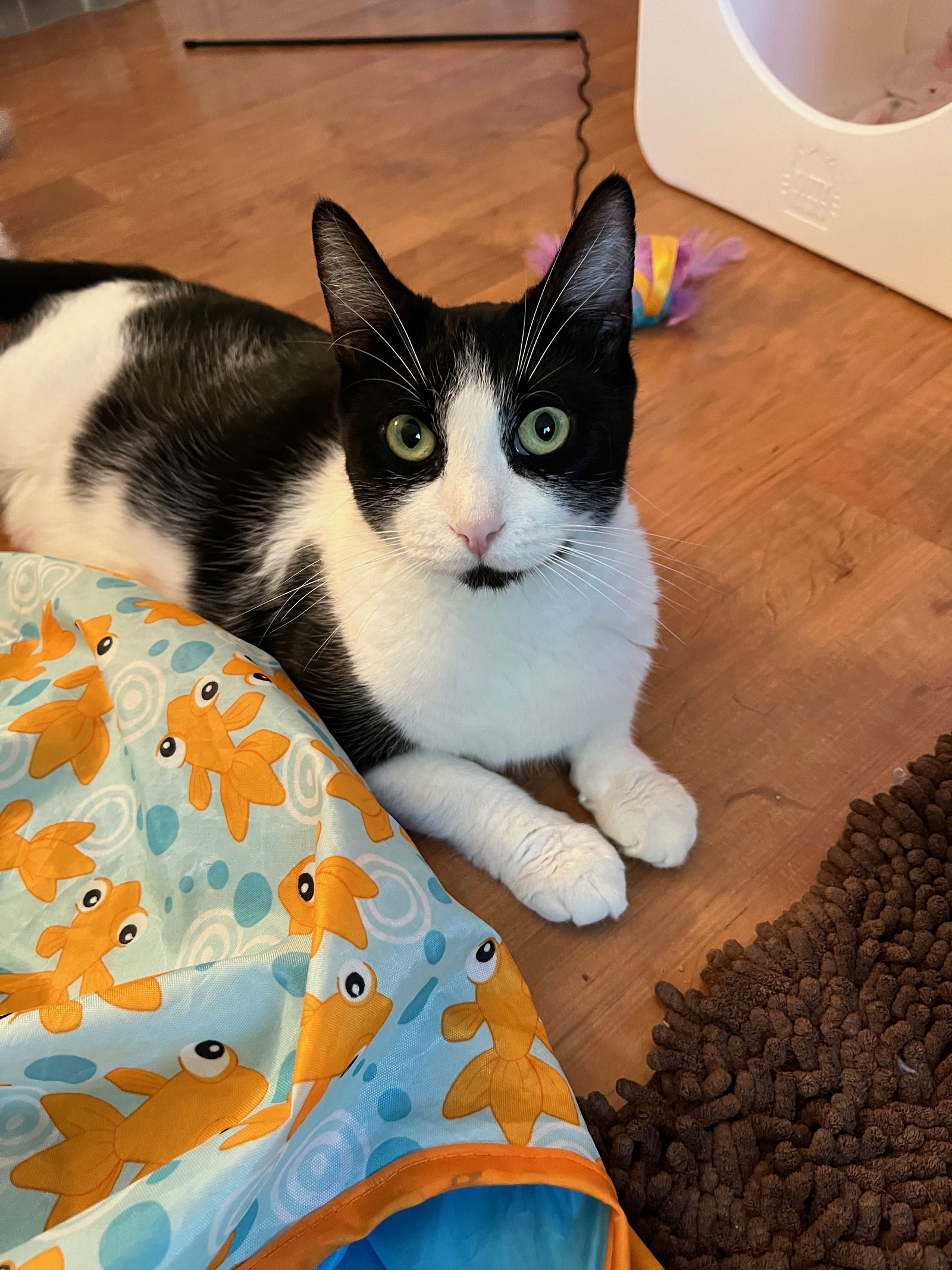 Emma, an adoptable Domestic Short Hair in Walnut Creek, CA, 94596 | Photo Image 3