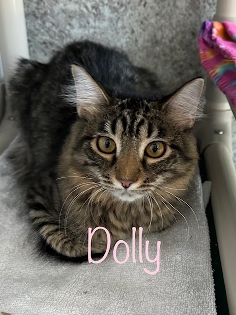 DOLLY, an adoptable Domestic Medium Hair in New Bern, NC, 28563 | Photo Image 1