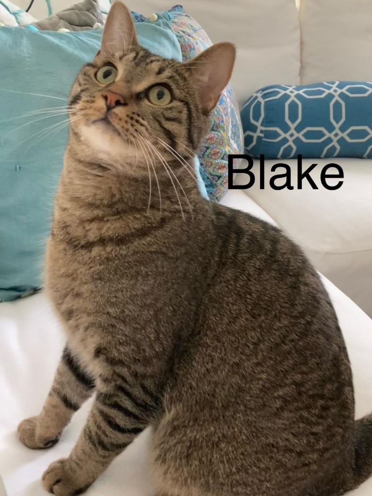 Blake, an adoptable Domestic Short Hair in Hoover , AL, 35226 | Photo Image 1