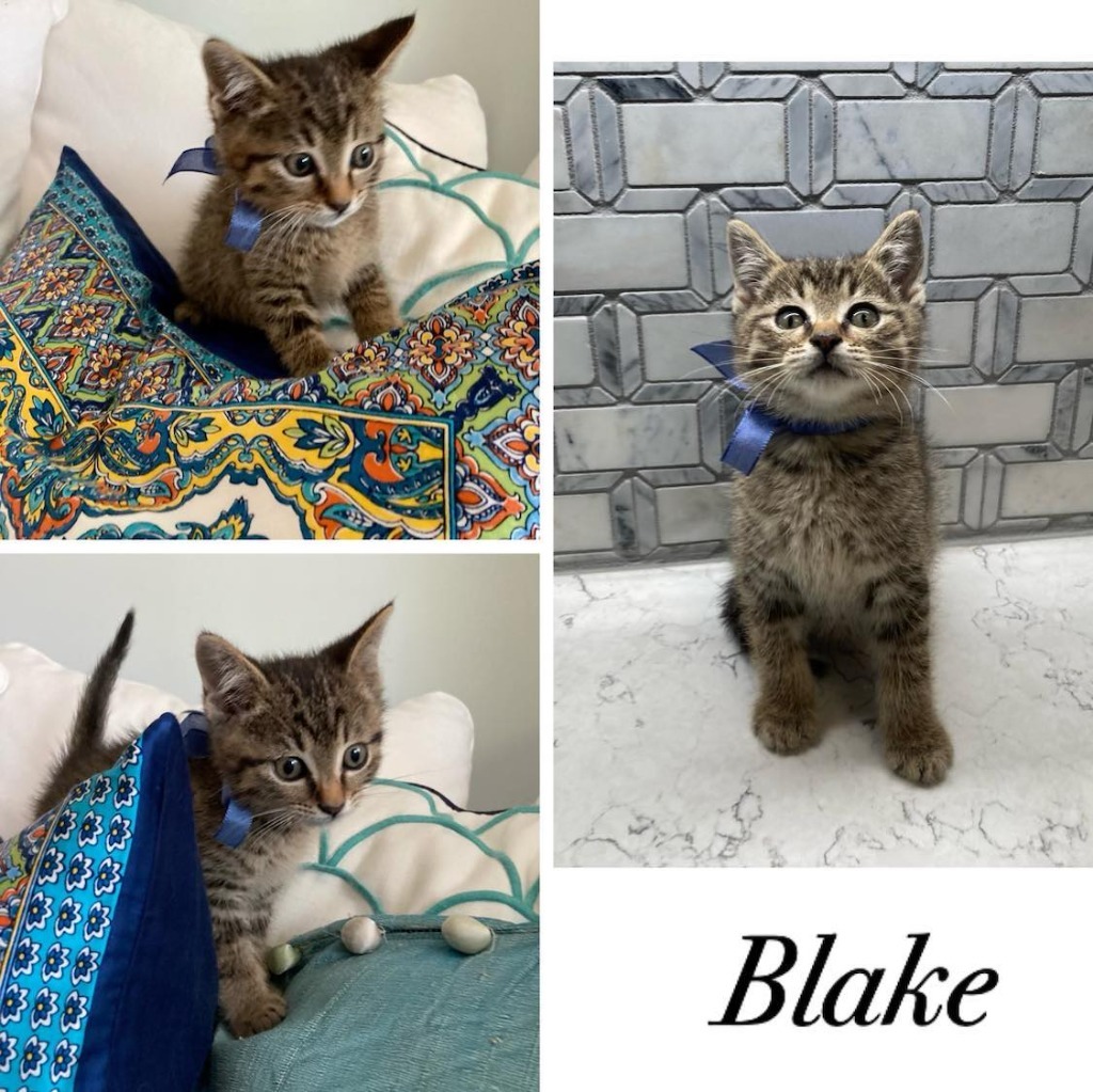 Blake, an adoptable Domestic Short Hair in Hoover , AL, 35226 | Photo Image 2