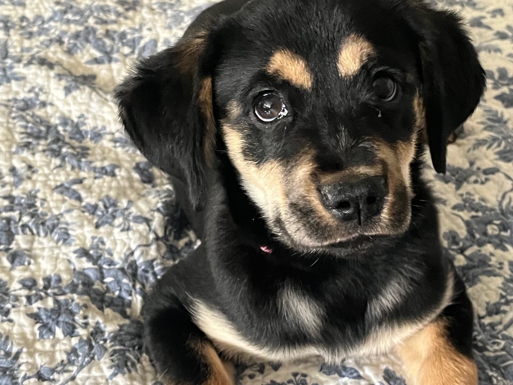 Miley, an adoptable Spaniel, Labrador Retriever in Waxhaw, NC, 28173 | Photo Image 2