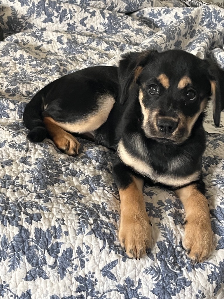 Miley, an adoptable Spaniel, Labrador Retriever in Waxhaw, NC, 28173 | Photo Image 3