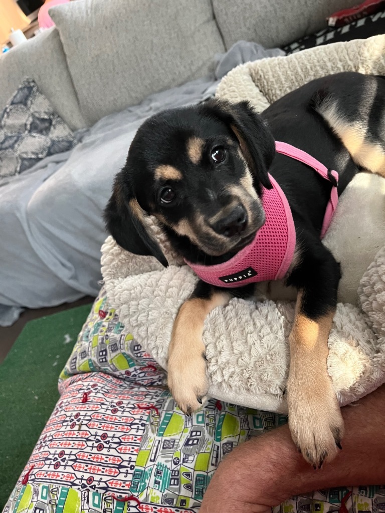 Miley, an adoptable Spaniel, Labrador Retriever in Waxhaw, NC, 28173 | Photo Image 5