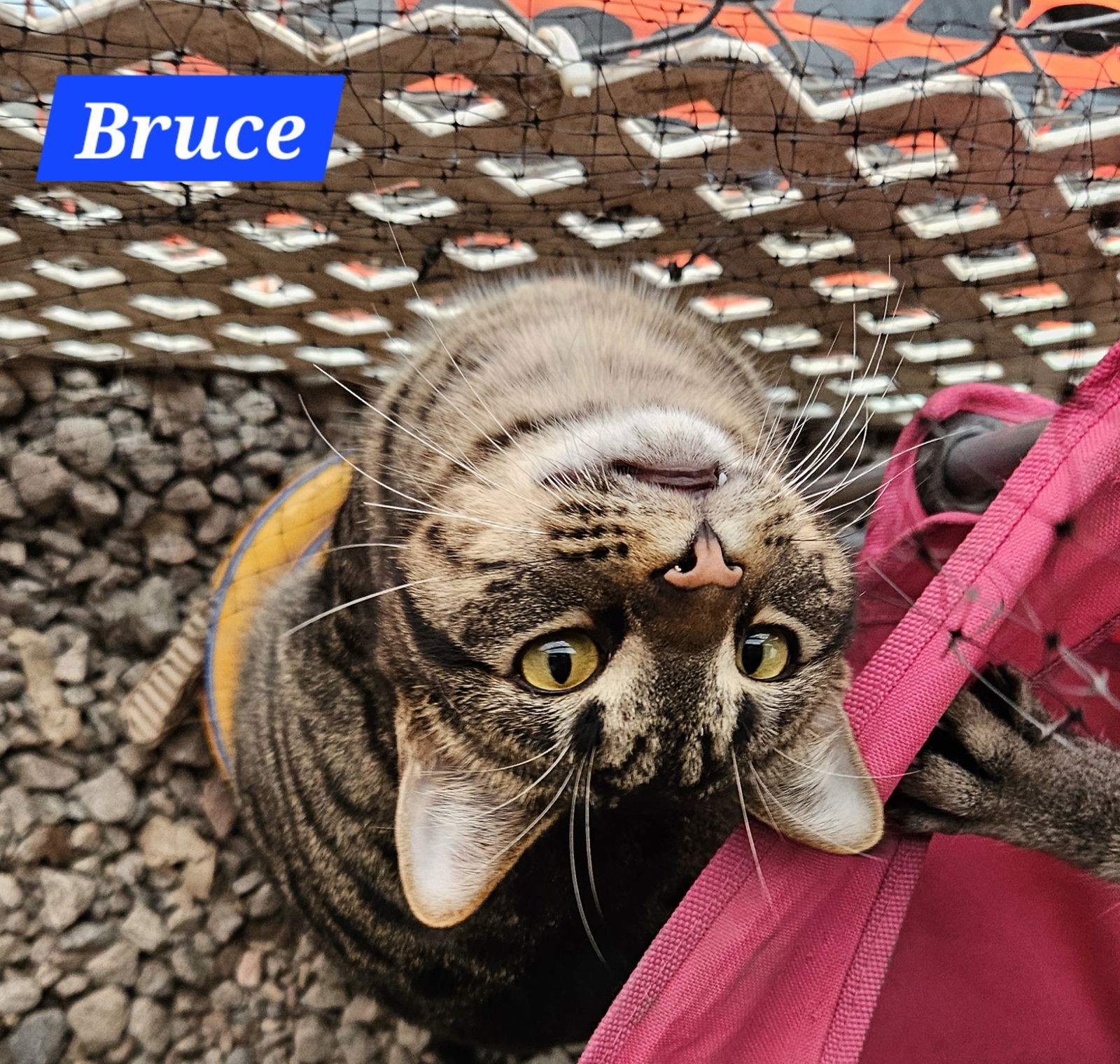 Bruce Banner - NC