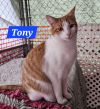 Tony Stark - NC photo 1