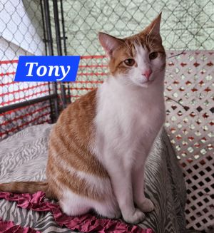 Tony Stark - NC, Young Male Domestic Short Hair