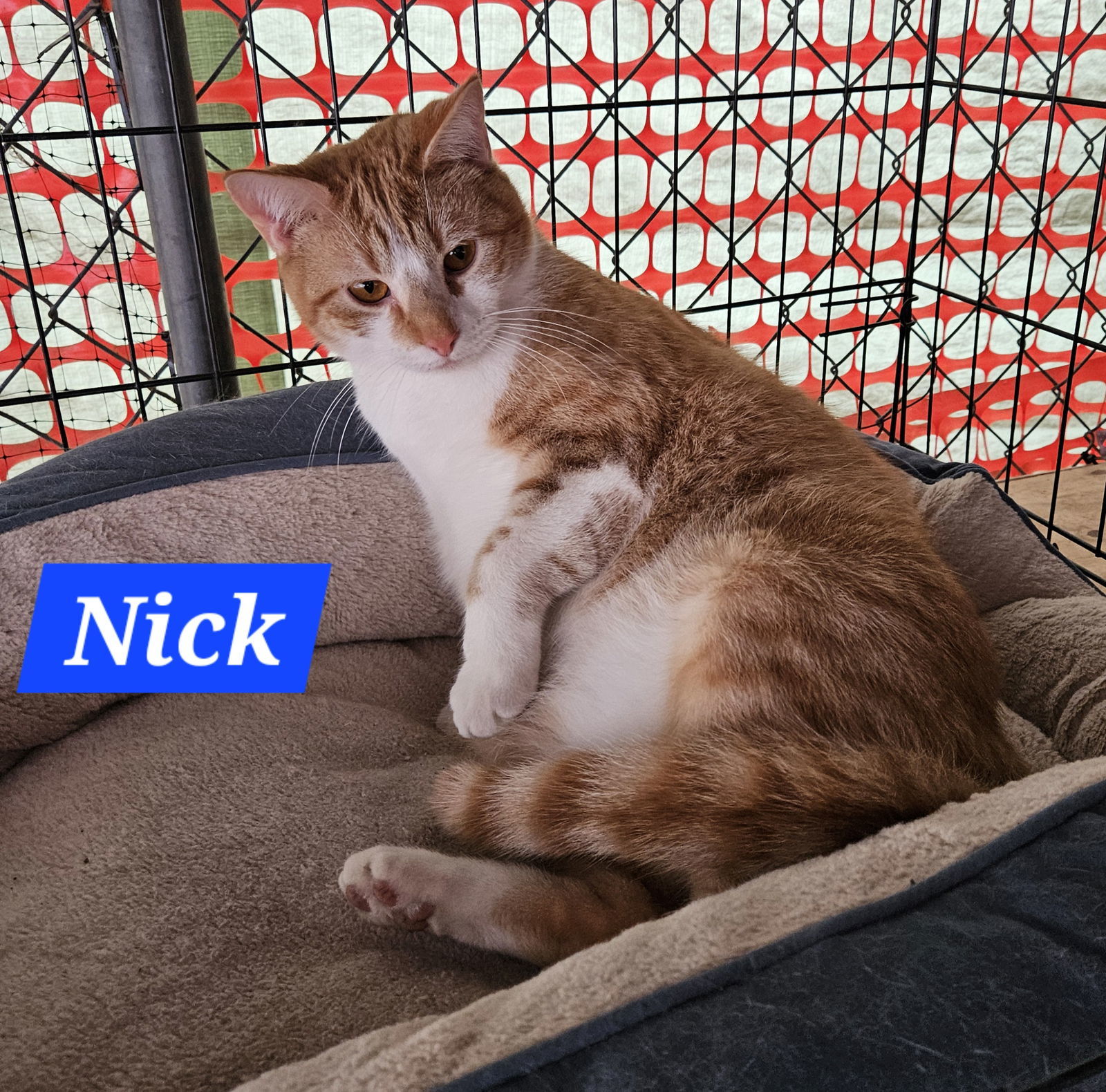 Nick Fury - NC