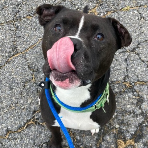 Bubs, an adoptable Mixed Breed in Ballston Spa, NY, 12020 | Photo Image 1