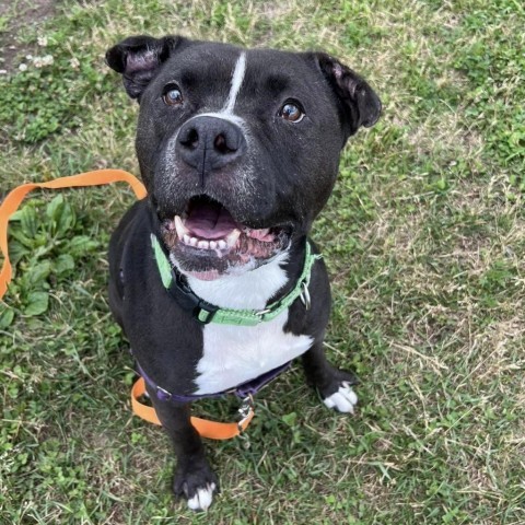 Bubs, an adoptable Mixed Breed in Ballston Spa, NY, 12020 | Photo Image 2