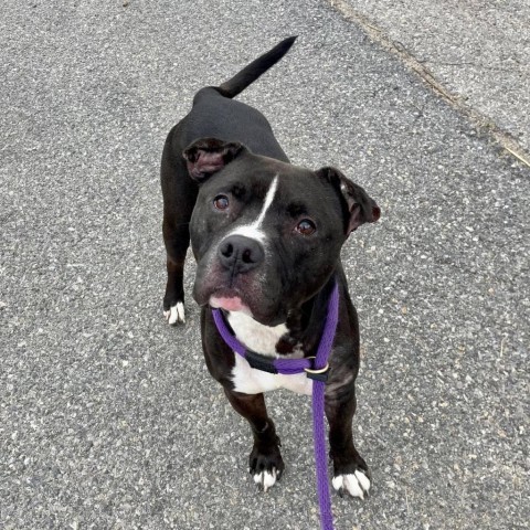 Bubs, an adoptable Mixed Breed in Ballston Spa, NY, 12020 | Photo Image 3