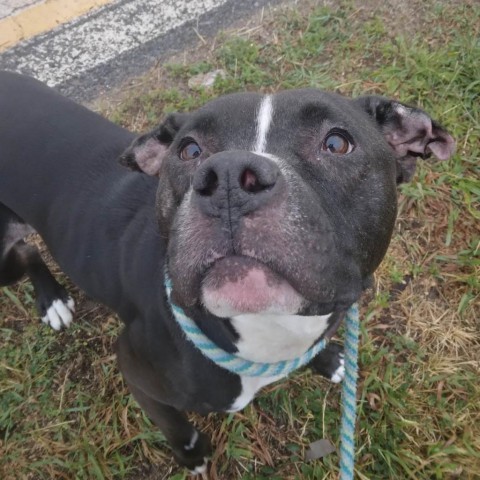 Bubs, an adoptable Mixed Breed in Ballston Spa, NY, 12020 | Photo Image 4