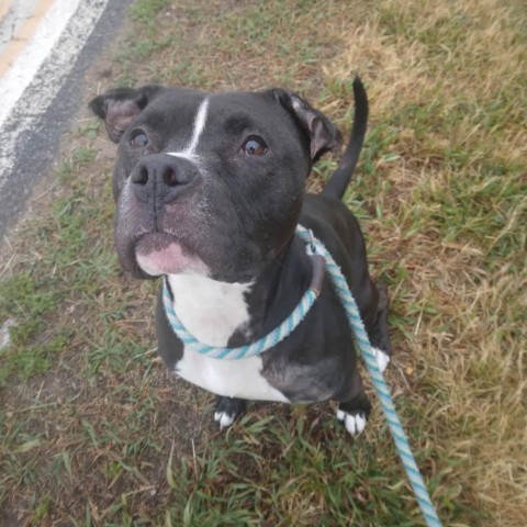 Bubs, an adoptable Mixed Breed in Ballston Spa, NY, 12020 | Photo Image 5