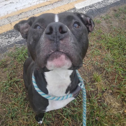 Bubs, an adoptable Mixed Breed in Ballston Spa, NY, 12020 | Photo Image 6